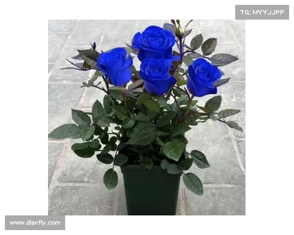 蓝色妖姬:探寻金币的奇幻之旅 蓝色妖姬:探寻金币的奇幻之旅